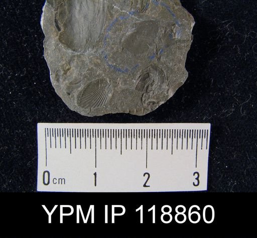 Dalmanella wisbyensis