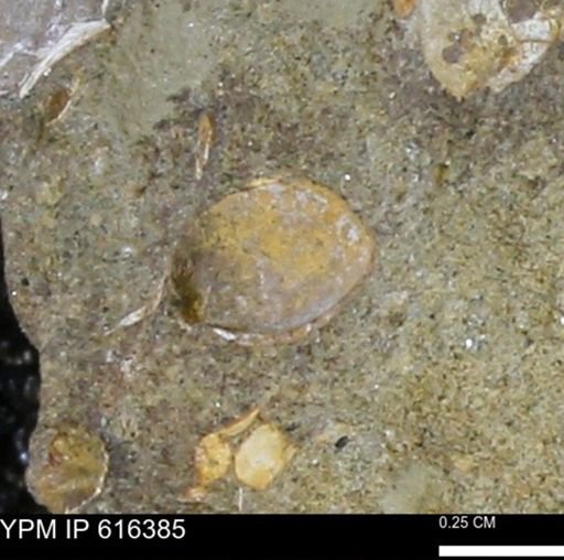 Protocardia subquadrata