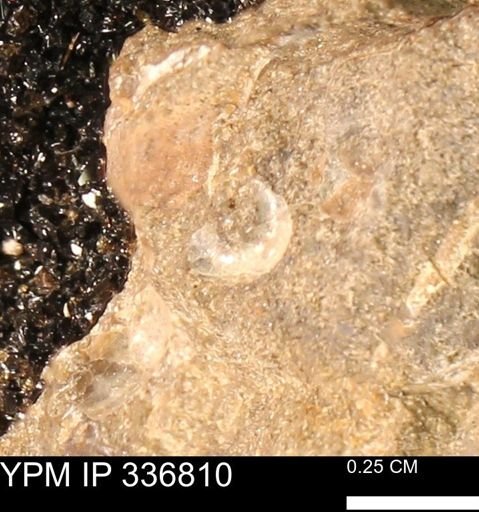 undet. Mollusca