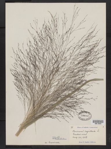 Panicum capillare
