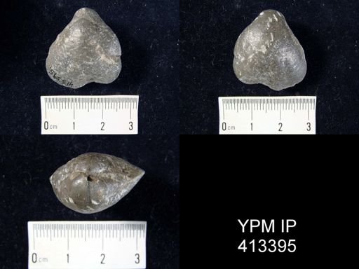 Pentamerus oblongus