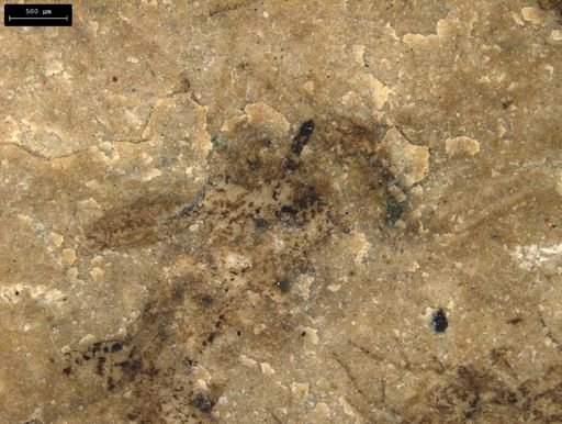 taxon undetermined