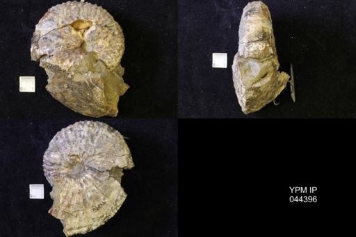 Jeletzkytes nebrascensis