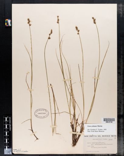 Carex echinata