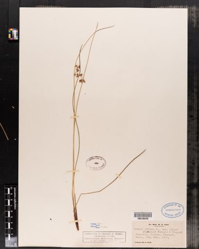 Plantae