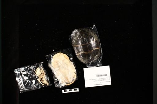 Chrysemys picta