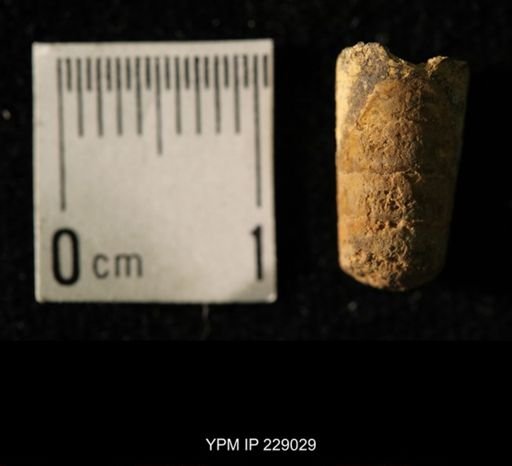 Pseudorthoceras knoxense