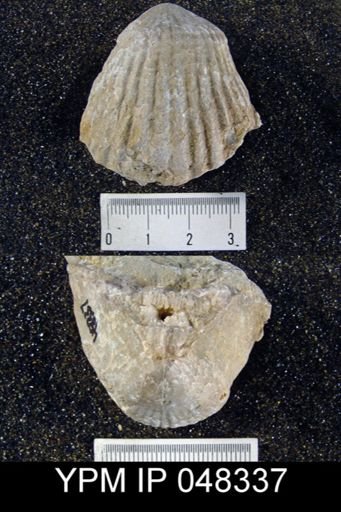 Rhipidium pingius