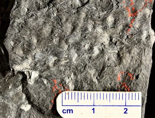 Lepidodendron sp.