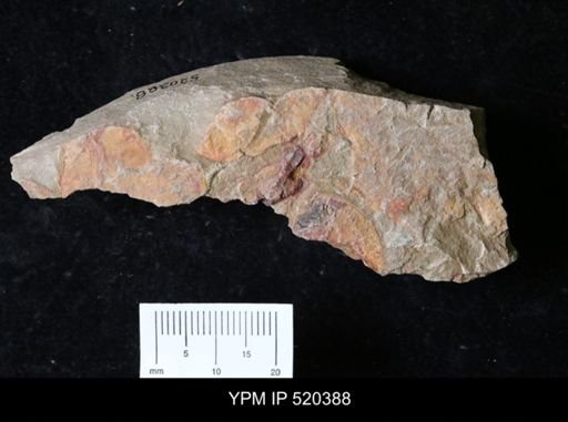 undet. Porifera