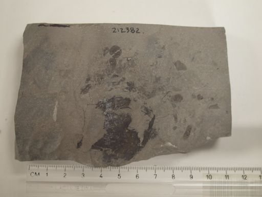 Hexameroceras sp.