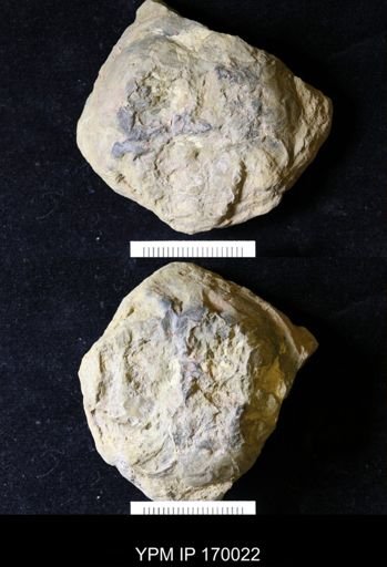 Paleolimulus signatus