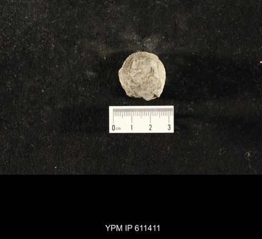 Glyptocrinus subglobosus