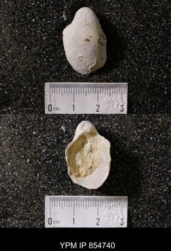 Gryphea washitaensis