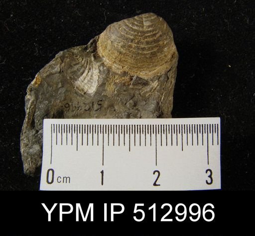 Echinoconchus sp.