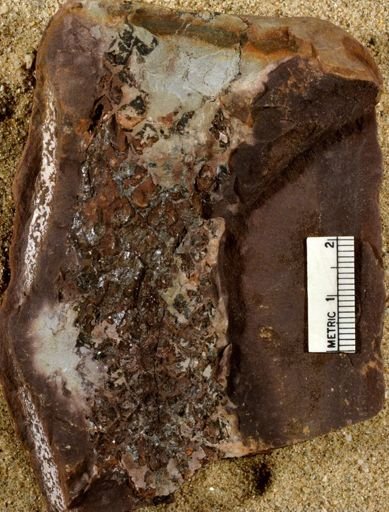 Lepidodendron rigens