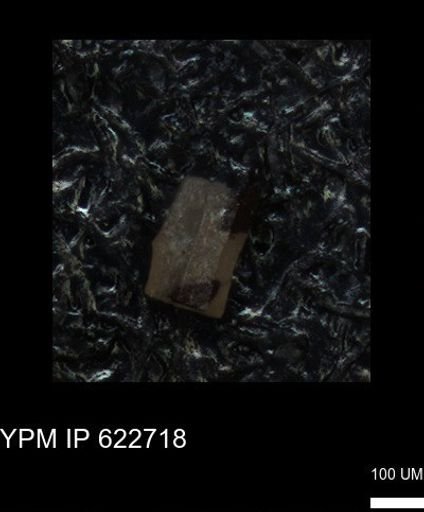 undet. Echinoidea