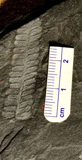 Pecopteris sp.