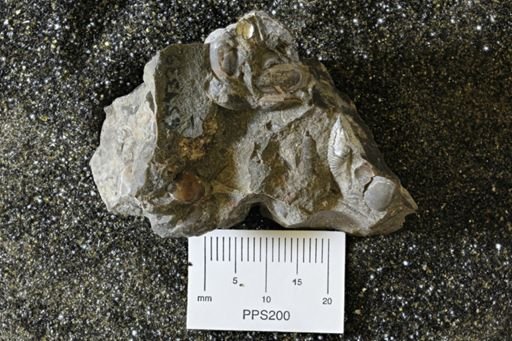 Hoploscaphites