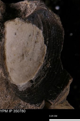 Limopsis striatopunctatus