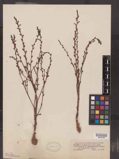 Epifagus virginiana