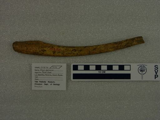 Ursus spelaeus