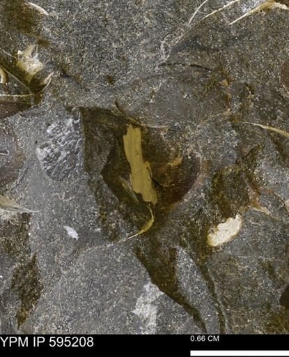 undet. Mollusca