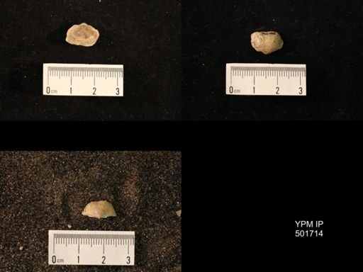 Marginifera splendens