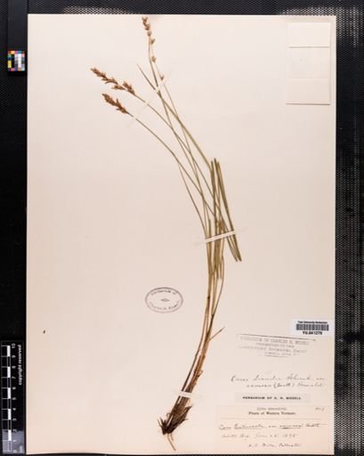Carex prairea