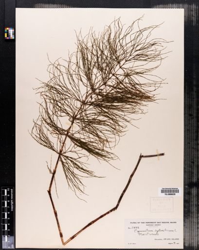 Equisetum sylvaticum