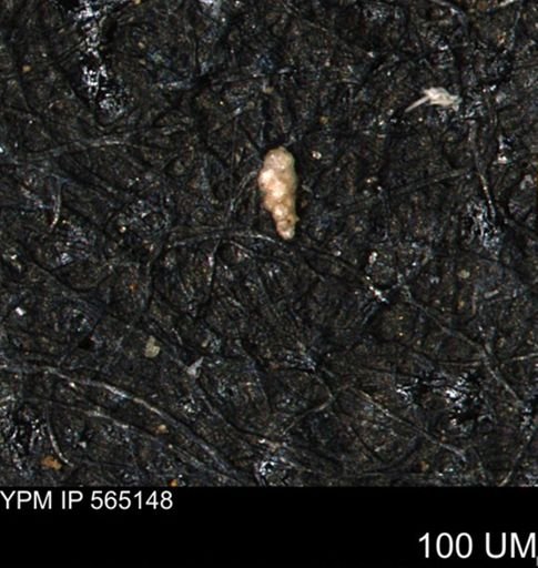 Verneuilinoides kansasensis