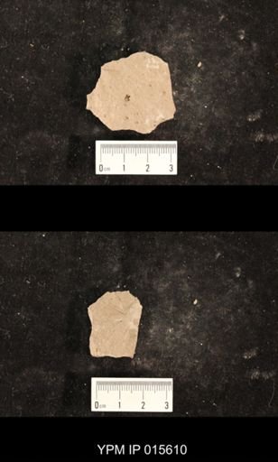 Liomopteridae