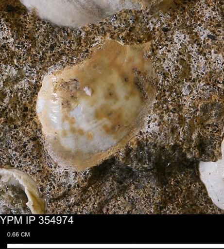 Limopsis sp.