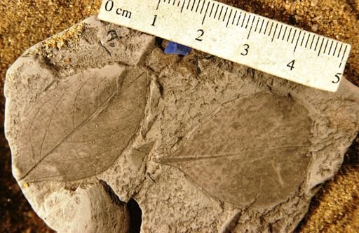 Celastrophyllum robustum