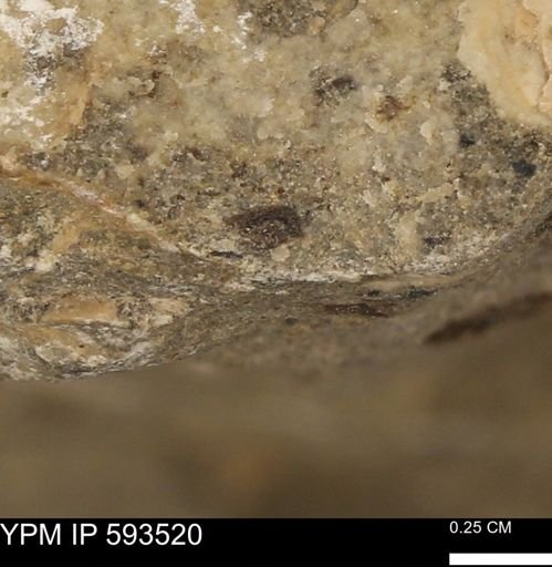 taxon undetermined