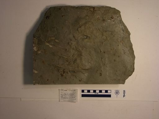 Embolomeri