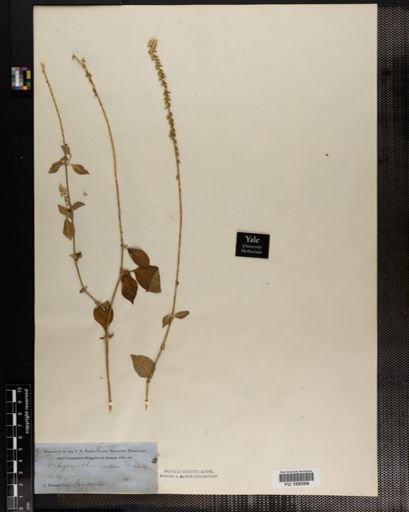 Plantae