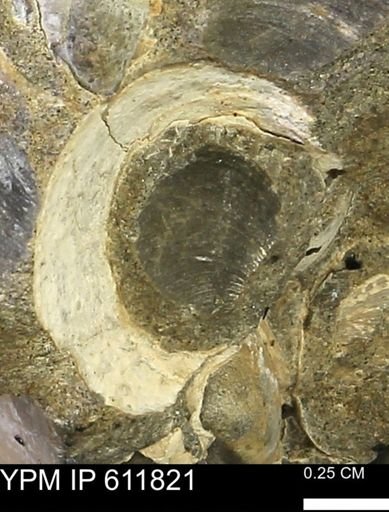 Protocardia sp.