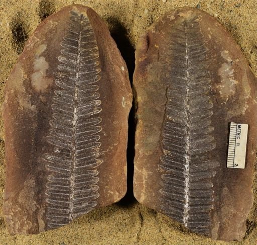 Pecopteris