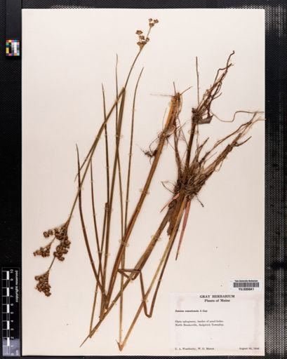 Juncus canadensis