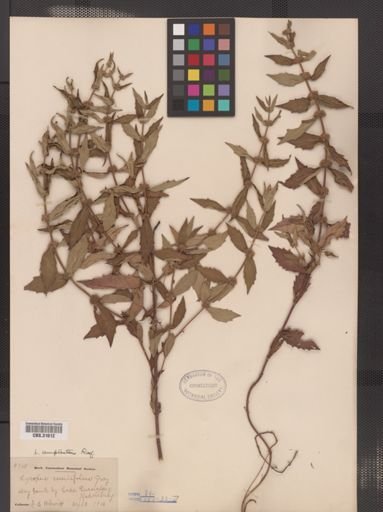 Lycopus amplectens