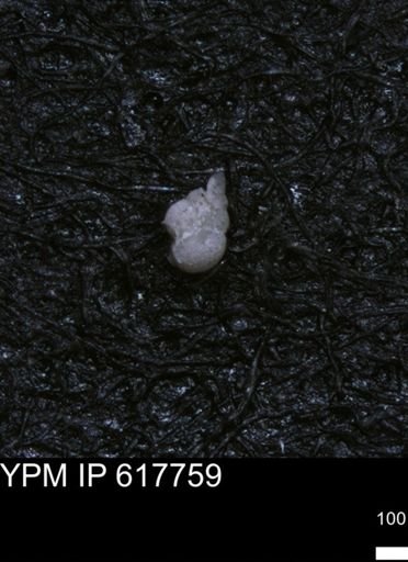 undet. Heterohelicidae