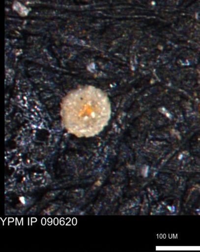 Coccolthiophyceae