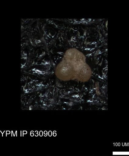 undet. Globigerinina
