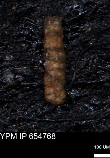 Ammobaculoides phaulus