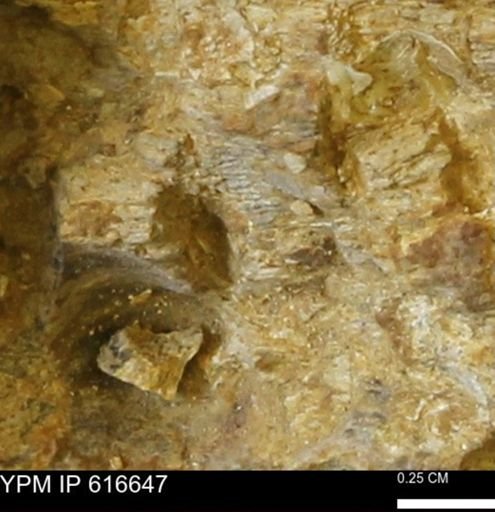 Teredo sp.