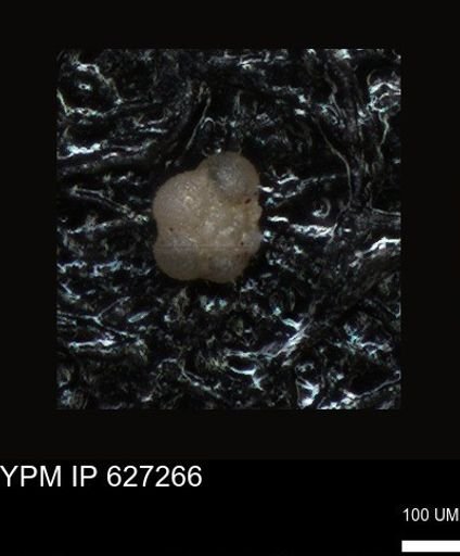 undet. Foraminiferida