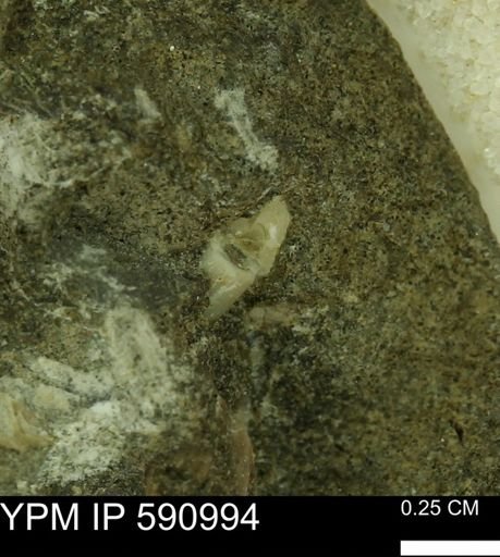 undet. Scaphopoda