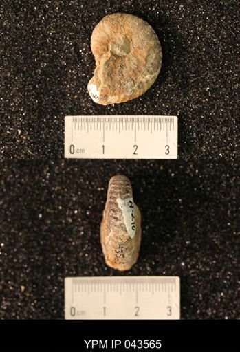 Hoploscaphites nicolletii