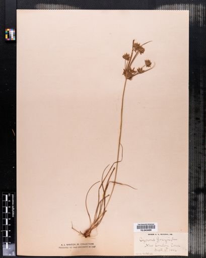 Cyperus grayi